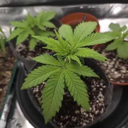 Super Lemon Haze