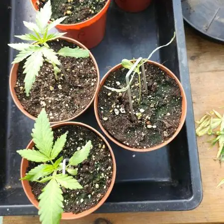 Shiva Skunk Regular [G5]