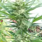 Bo - Auto Black Opium 2 [G5]