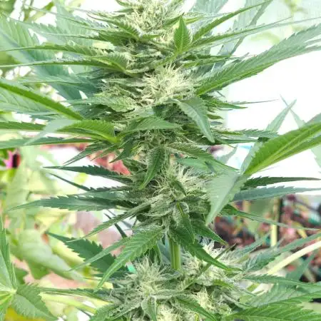 Bo - Auto Black Opium 2 [G5]