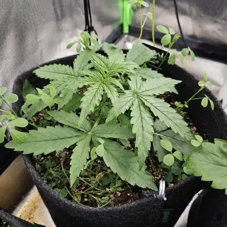 Milly - Milky Way F1 by Royal Queen Seeds [G4]