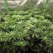Monstera - Triple Cheese [G6]