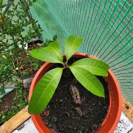 Store Bought Mango Seed
