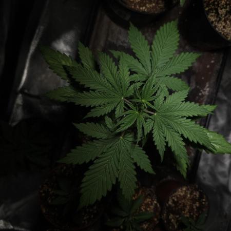 A gift from Michigan - Gubblebum Autofem