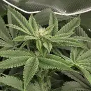 Monstera - Triple Cheese [G6]