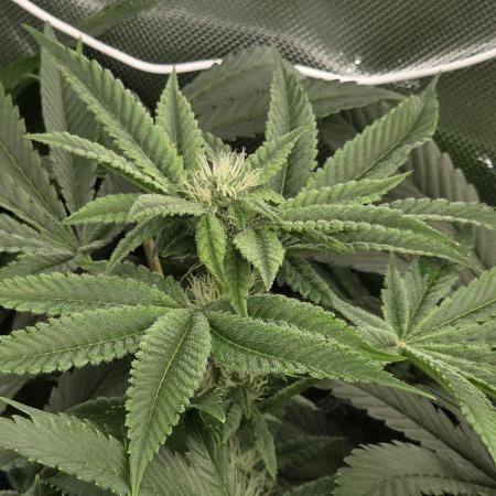 Monstera - Triple Cheese [G6]