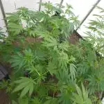 UK Greenhouse Experiment [G5]