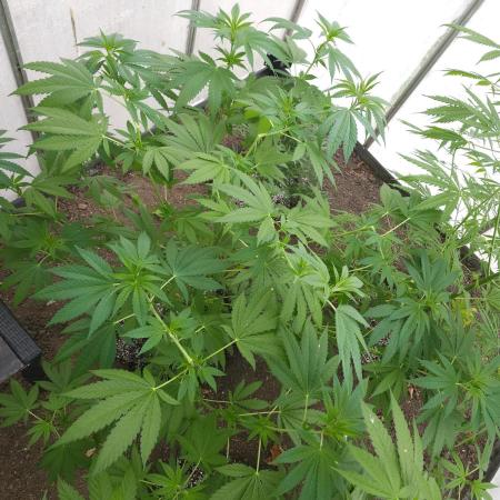 UK Greenhouse Experiment [G5]