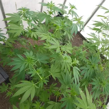 UK Greenhouse Experiment [G5]