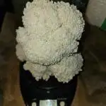 My First Mushroom Fruiting - Lions Mane