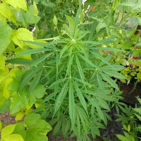 Bonnie - Auto Black Opium 1 [G5]
