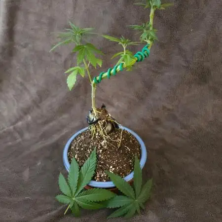 Bonsai Project Take II [G5]