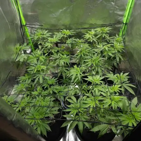 Super Lemon Haze [G5]
