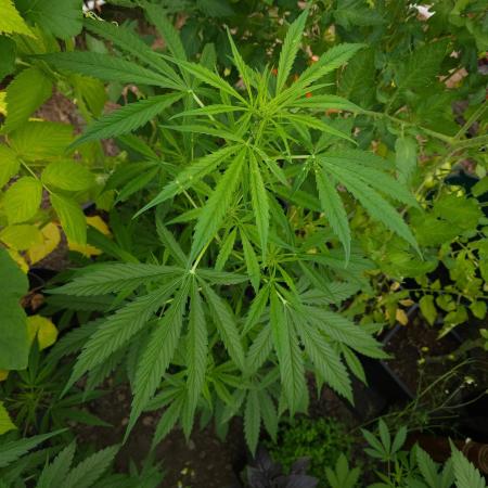Bonnie - Auto Black Opium 1 [G5]