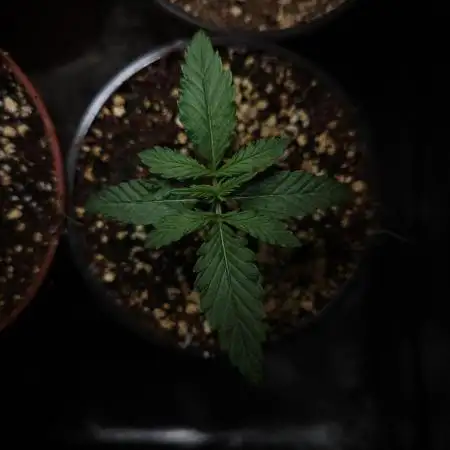 One Auto Black Opium by Divine Seeds