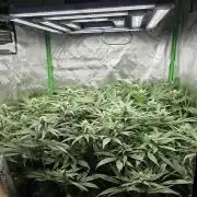 Lady Lazarus - Dead Fred [G6]
