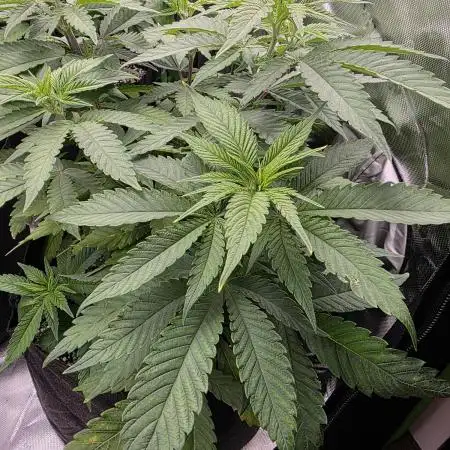 Super Lemon Haze