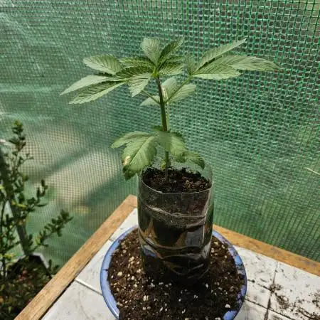 Bonsai Project Take II [G5]