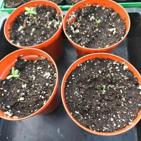 Hash Plant Regular [G5]