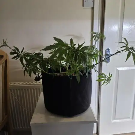 Super Lemon Haze