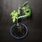Bonsai Project Take II [G5]
