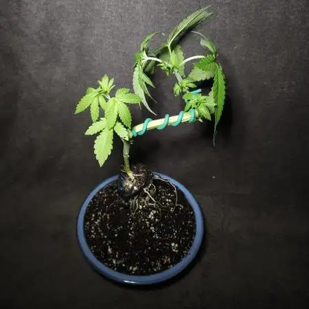 Bonsai Project Take II [G5]