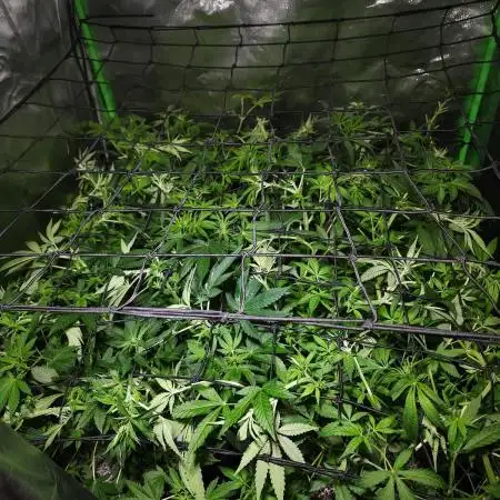 Super Lemon Haze [G5]