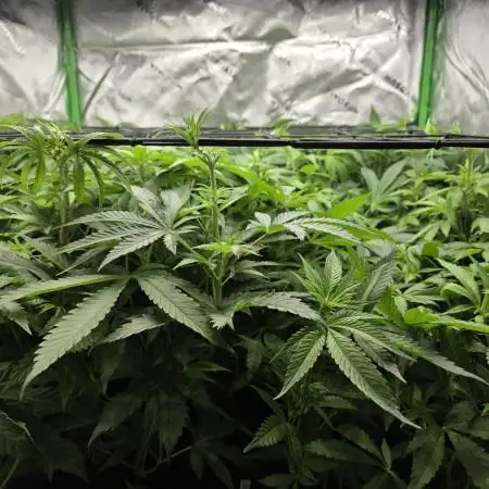 Monstera - Triple Cheese [G6]