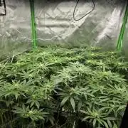 Zarola - Super Lemon Haze [G6]