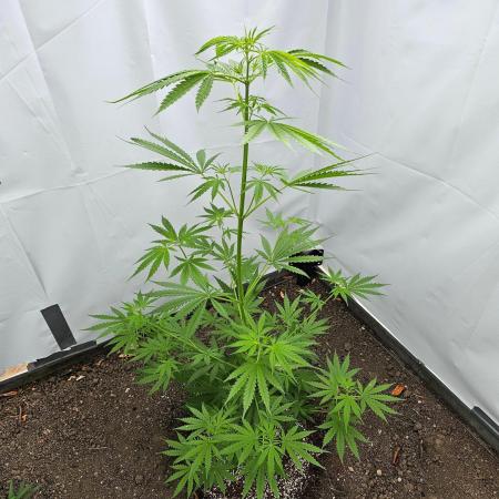 A gift from Michigan - Gubblebum Autofem