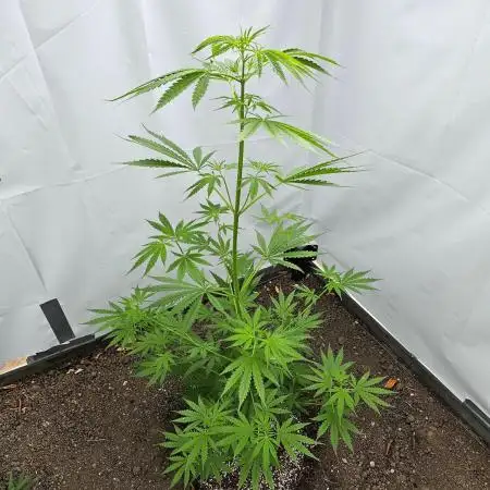 A gift from Michigan - Gubblebum Autofem