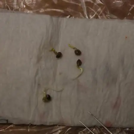 Hash Plant Regular [G5]