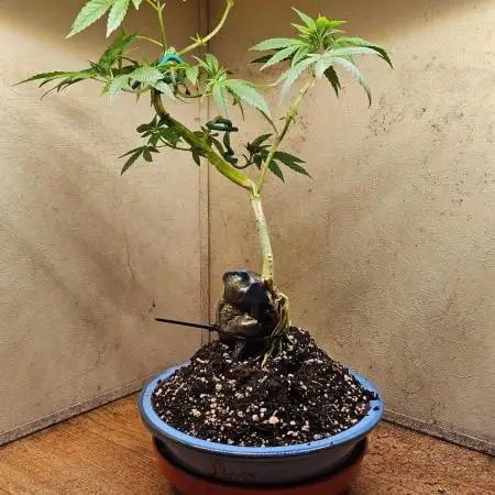 Bonsai Project Take II [G5]