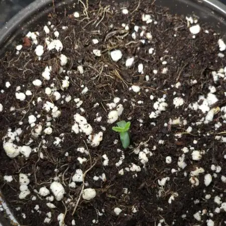 Two Auto Black Opium by Divine Seeds