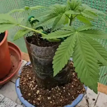 Bonsai Project Take II [G5]
