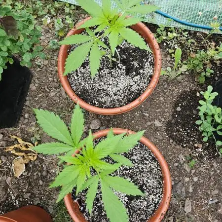Hash Plant Regular [G5]
