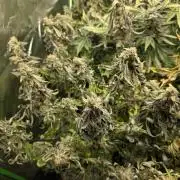 Lady Lazarus - Dead Fred [G6]