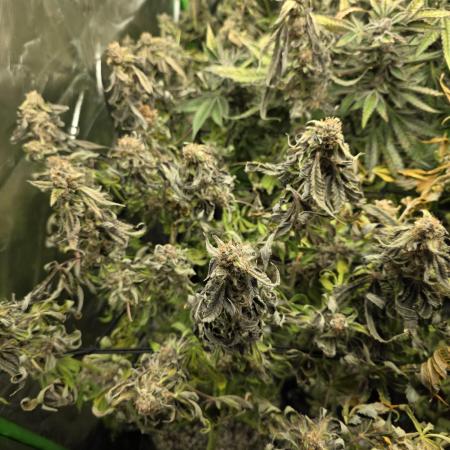 Lady Lazarus - Dead Fred [G6]