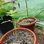 Hash Plant Regular [G5]