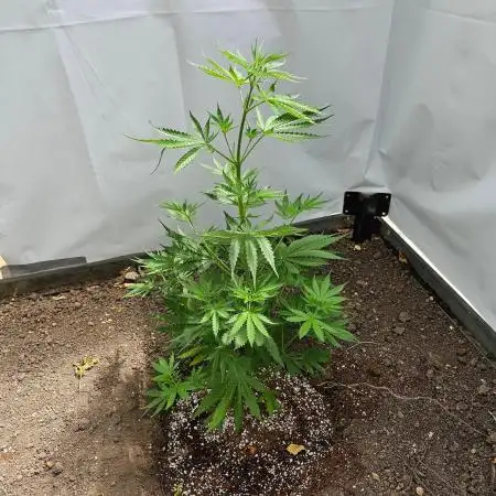 A gift from Michigan - Gubblebum Autofem