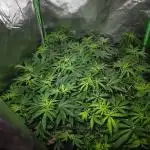 Super Lemon Haze [G5]