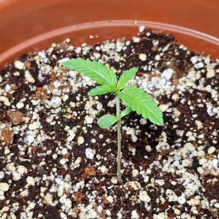 Super Lemon Haze [G5]