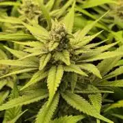 Zarola - Super Lemon Haze [G6]