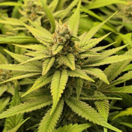 Zarola - Super Lemon Haze [G6]