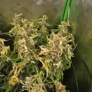 Monstera - Triple Cheese [G6]