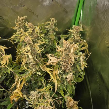 Monstera - Triple Cheese [G6]
