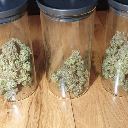 My Very First Cannabis Grow [G1]