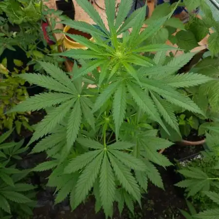 Bo - Auto Black Opium 2 [G5]