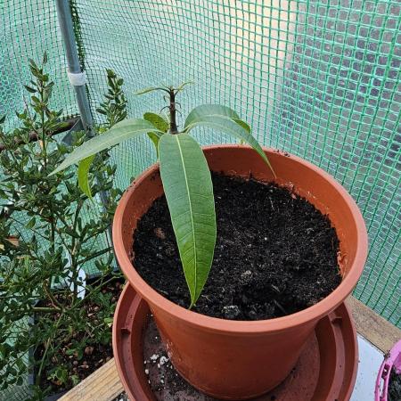 Store Bought Mango Seed