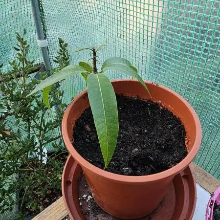 Store Bought Mango Seed